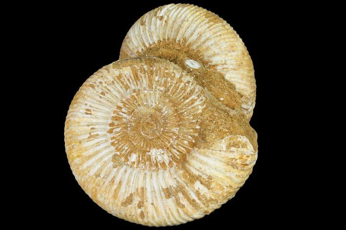Pair Of Ammonite (Perisphinctes) Fossils - Jurassic #133846